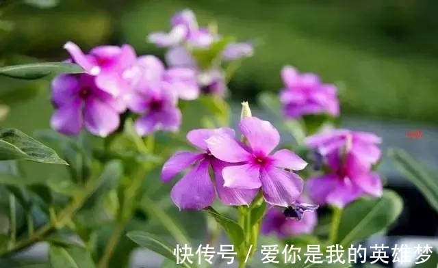 花花量|2种花不怕热,越热越开花,一开200多天,现在种1个月就开爆!