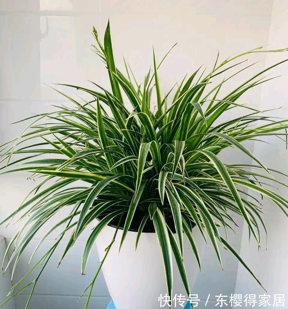 紫茉莉|秋天养金边吊兰，做好两件小事，更加肥壮旺盛，大不一样