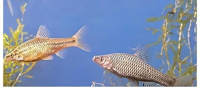 江西水库麦穗鱼泛滥？其实它已入侵34国，欧洲早就成“重灾区”