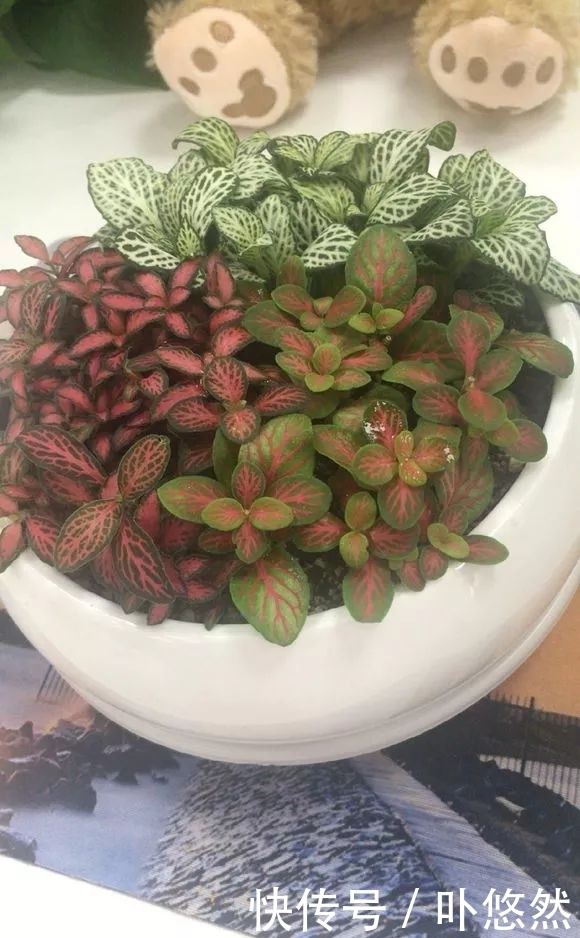 天生“体阴”的6种花,晒太阳易黄叶,阴一点反而长得绿油油!