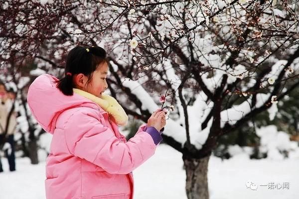 安阳喜降梅花雪