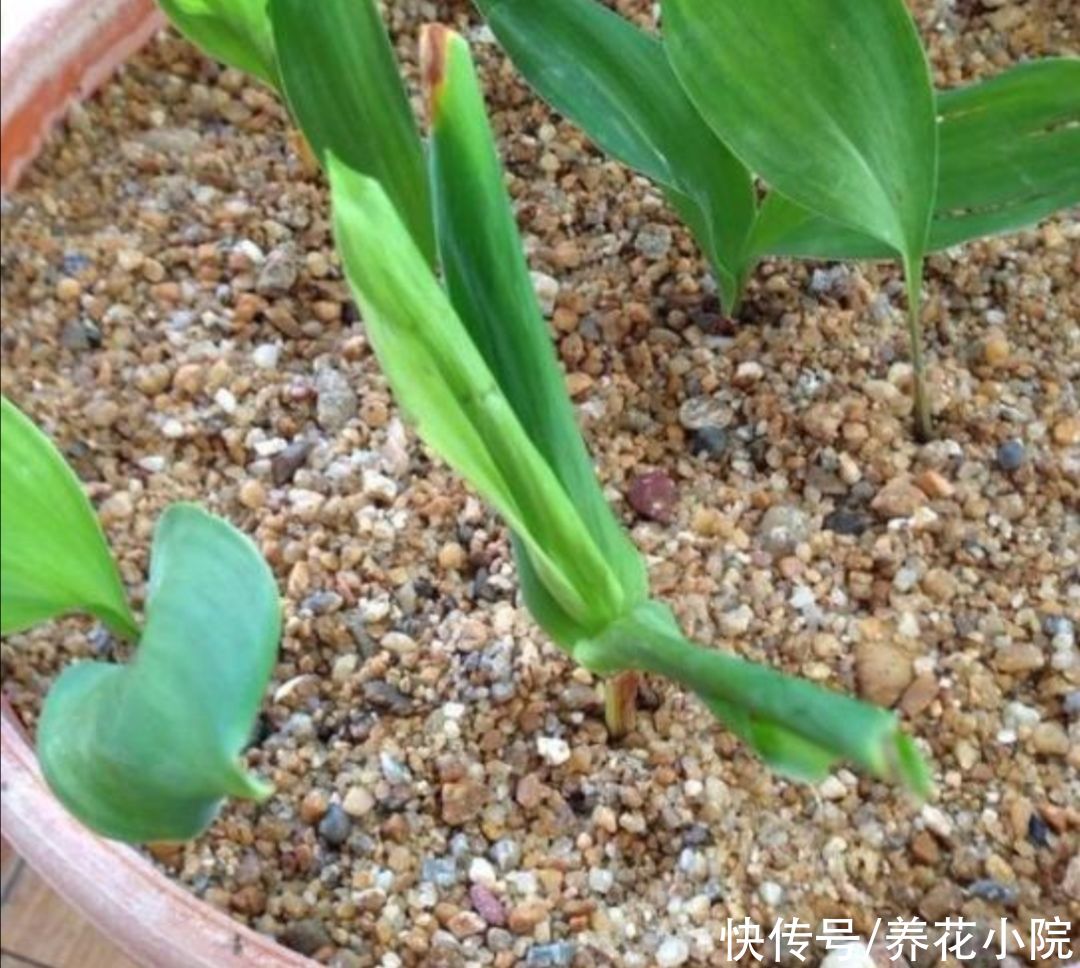 潮湿|花盆里出现小虫子,不用买杀虫剂,往里面扔点“小东西”就管用