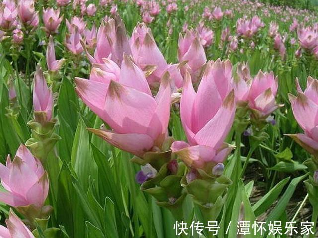 生在土里的荷花，开花一大朵，样子别致花期长，种一棵就赚了