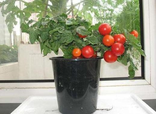 盆栽小番茄,如何一茬接一茬地开花结果5个关键点多下功夫