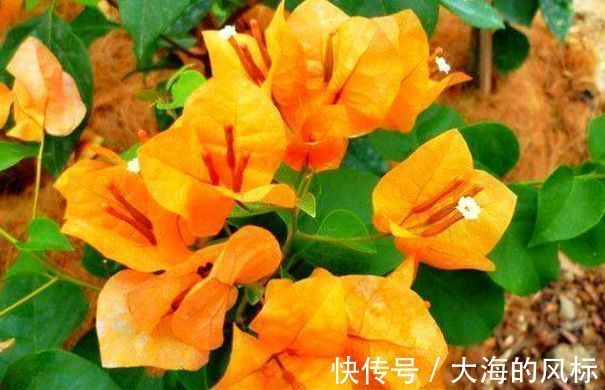 喜欢三角梅,不如养“珍稀名品”柠檬黄三角梅,开花爆盆优美高雅