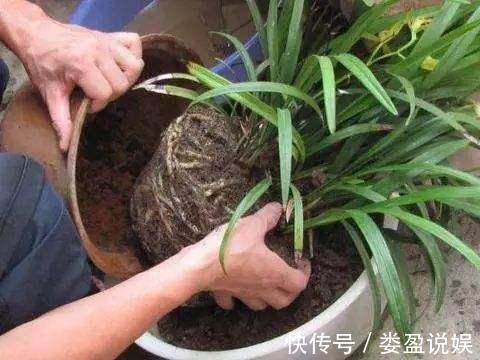 花卉|秋季养花要换盆,这几种情况换盆是“自寻死路”,不到冬天死翘翘
