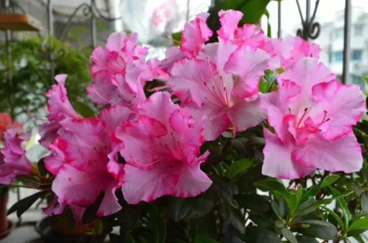 最适合新手养的4种花,好养易爆盆,惊艳如花球,美翻了