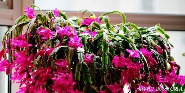 植物|夏天有哪些花不能多浇水呢,五种常见花介绍