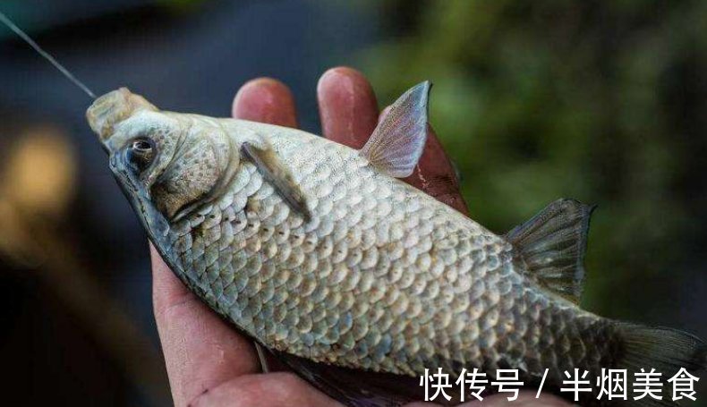 秘制诱钓结合的天然腥味鱼饵，鲫鱼鲤鱼抢着吃，制作简单实用！