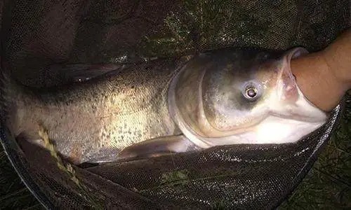 遇见大鱼打桩,不想切线或者断竿,这样做就能搞定!