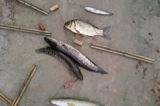 秋天变冷,黑鱼就不吃饵了?按我说的做,黑鱼连杆上!