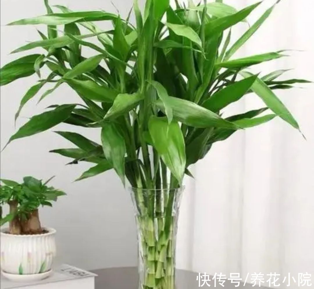 6种花怕晒太阳,别放阳台养,不然容易黄叶枯萎,难养好