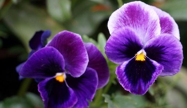 冬天没暖气,养这些花,零下五度冻不死,照样开花开的艳!