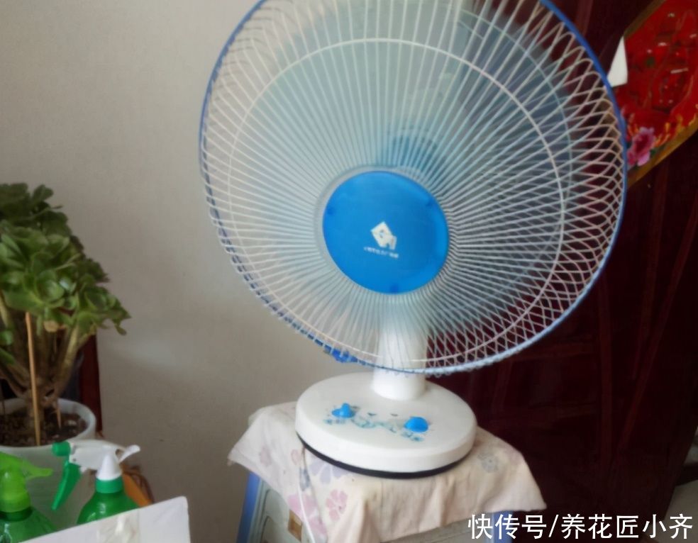 封闭阳台里养花，要给花准备“电器”，只有舍得电费，才能养好花