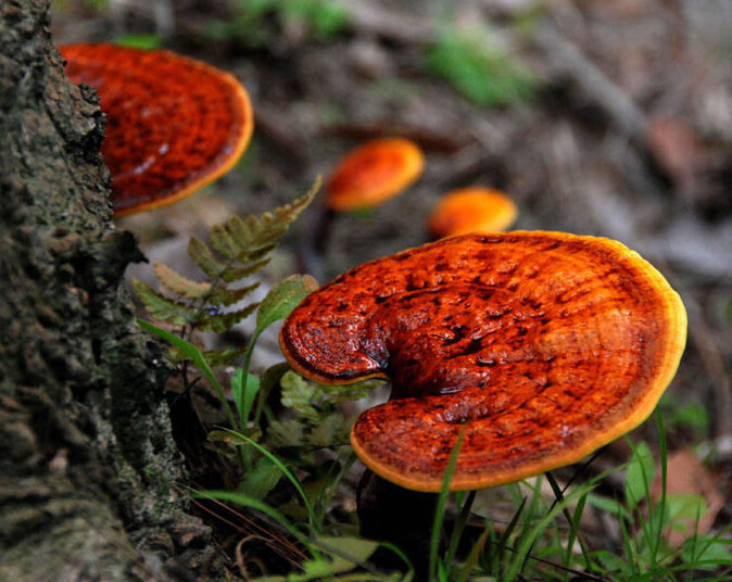 山楂|国医大师王琦:中国人9种体质,教你9个万能方,几乎能治天下人!