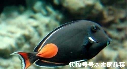 男子野外钓到一只透明鱼,欣喜带回家饲养,长大后却大变样