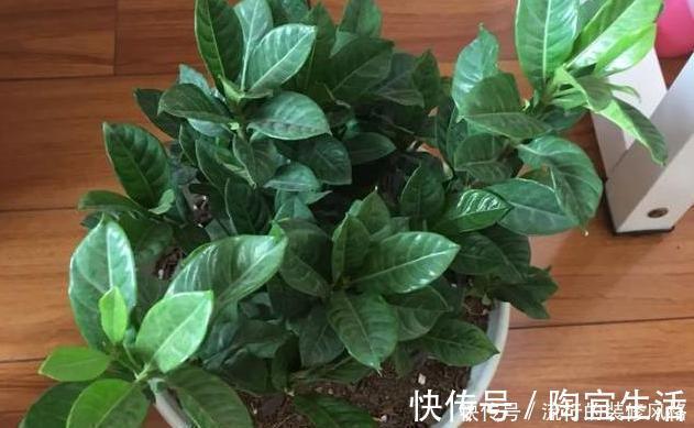 5个养花小技巧,既简单又实用,不愁学不会养好花