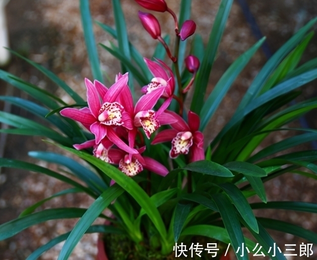 建兰四季兰|它被誉为“香花之王”,顶级红素,兰香四溢,花开后又仙又美