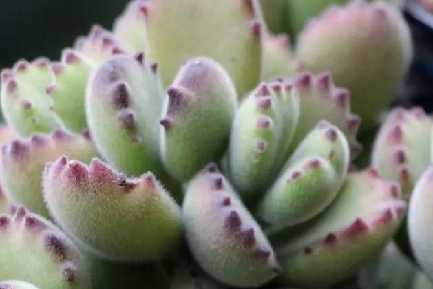 你不一定知道的多肉植物养护小秘密