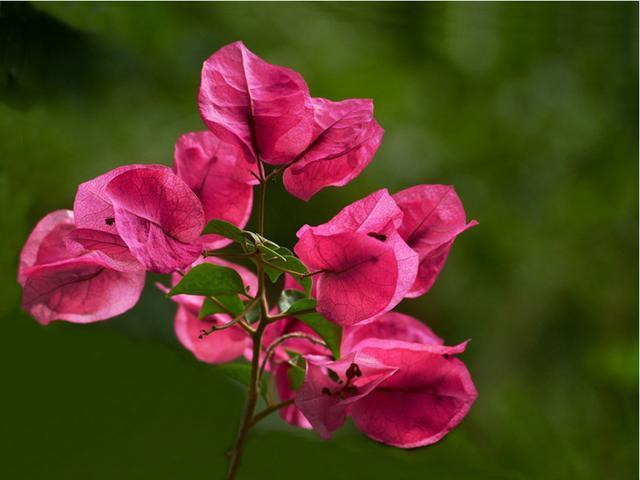 3种花很受欢迎,开花漂亮很好养,花期长达半年,花色丰富能爆盆