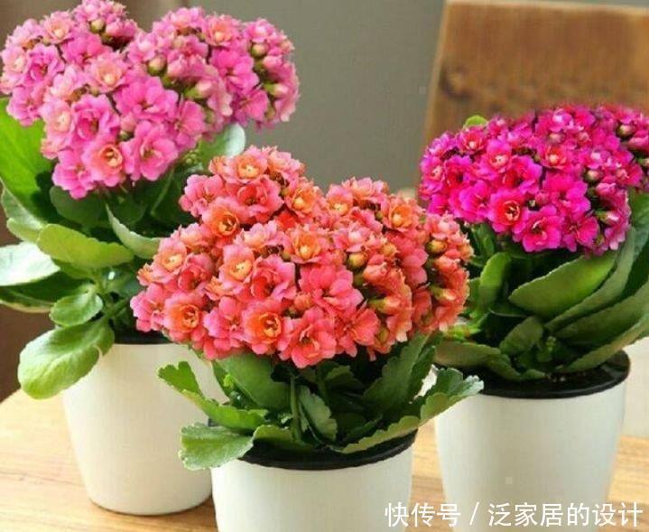 阳台|阳台再小，也要养4种花，比牡丹好看，比吊兰好养，家里养真适合