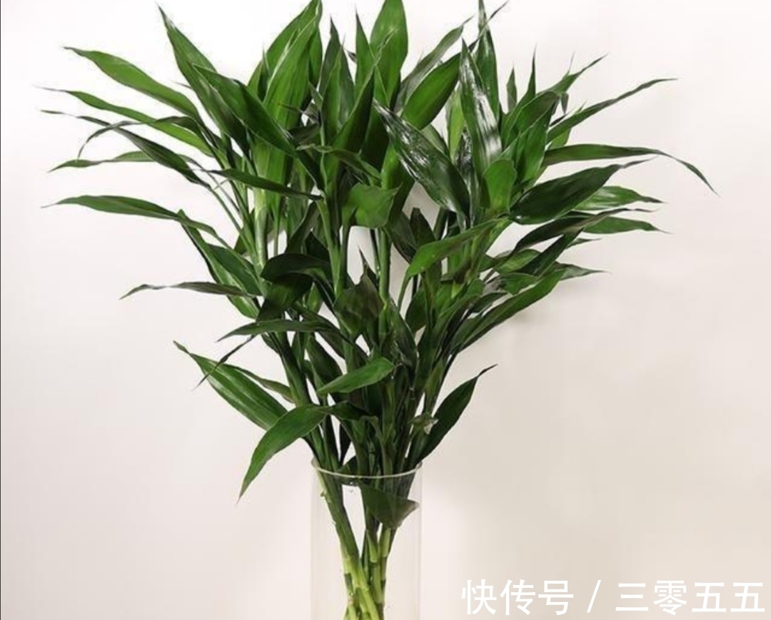 富贵竹叶子发黄，不要扔掉，简单处理后，还能再次长得繁茂