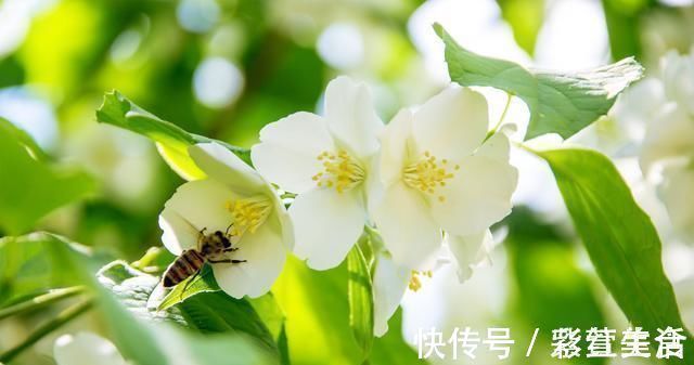 花旺|婆婆养茉莉花，从不施肥，只浇“2种水”，茉莉枝健、叶绿、花旺