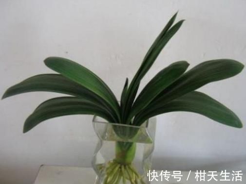 水培|君子兰不开花还总是烂根教你一招,君子兰从此长不停