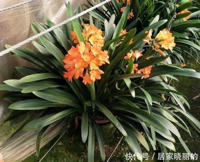 君子兰用这个土来养，根系肥壮，叶子又厚又亮，花开的越来越多