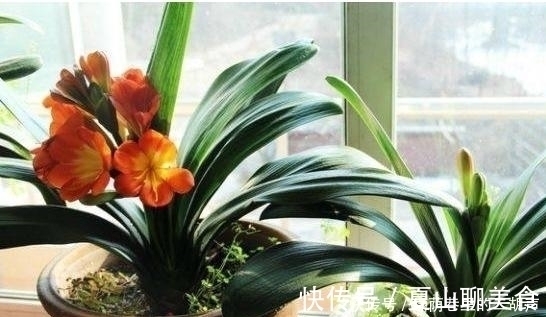 我把盆栽君子兰养成这样,好心疼,老婆只用3天将它变黑绿发亮!