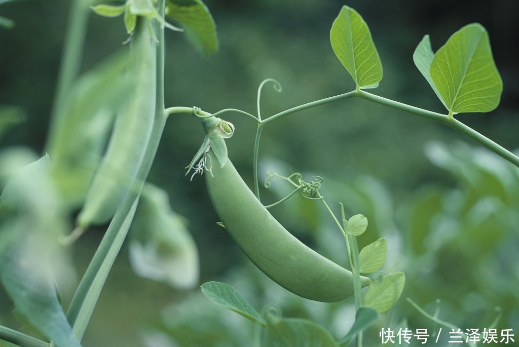 吃这“四种”豆类胜过吃肉，帮你明目健脾胃，这几种豆子家家都有