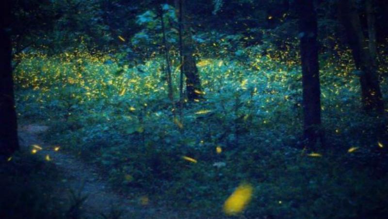 这首诗#小和尚平生仅一首诗存世,却让苏轼败下阵来,无一静字却句句写静