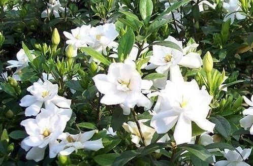 养花就养这款，常年开花不断，四季繁花似锦，花期一到开不停歇