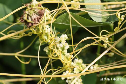 莲子|鬼斧神工的中药方子,简单3味药,泡水喝脾、肾同补!