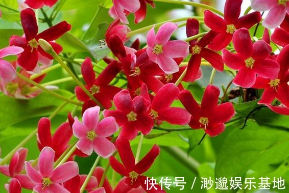 劉備|農村野草“使君子”，治療蛔蟲、疳積癥、牙痛、腹脹有奇效