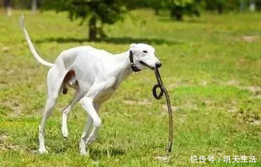 为何国内没人养细犬当宠物?背后原因有5个