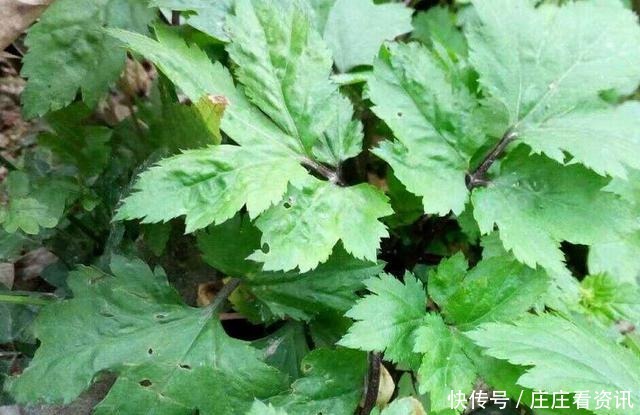 引入我国后不受待见,殊不知营养价值高,人称珍珠菜,煲汤是一绝