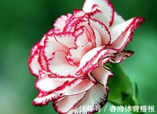 乒乓菊|喜欢菊花,就养盆“乒乓菊系列”金黄乒乓菊,花似乒乓,妙不可言