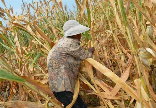 古代|俗语:丧不报孝不吊,不烧纸钱不谢孝,过去的传统现在还可行吗?