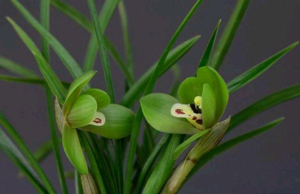 春兰为何招人喜爱,养护春兰要注意哪些要点