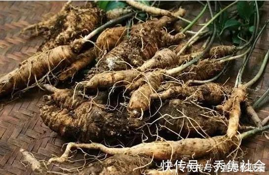 野萝卜|大山里的“野萝卜”,看到是福气,很珍贵,不要一次挖完,需保护