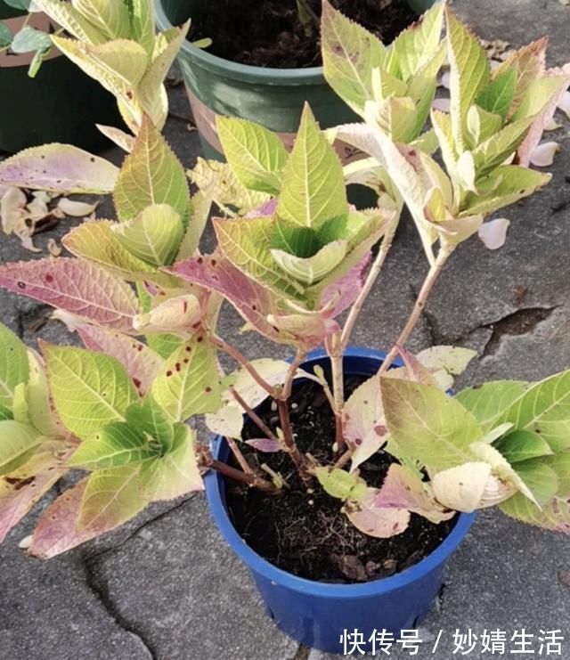 家里花草容易“干尖”4个原因要知道,用3个方法能预防