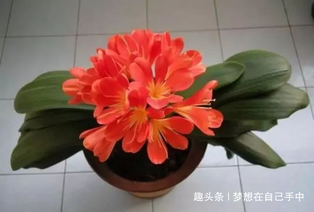 叶片|君子兰最爱“2种水”,15天用一次,花剑蹭蹭冒,1年能开2次花!