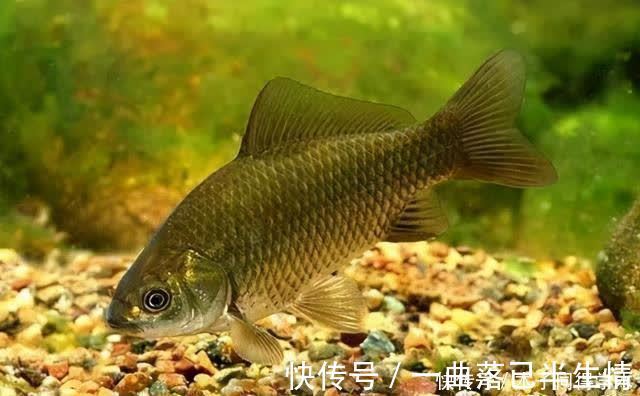 时机|传统钓抬竿时机的把握，增加鱼获只需掌握这几点