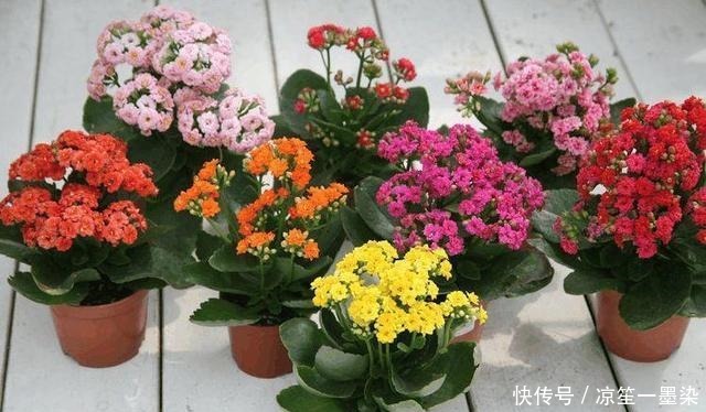 巧用磷酸二氢钾,花开不断,个子还大!