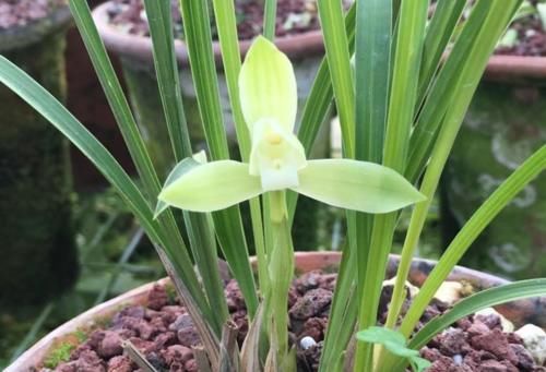 兰花养护｜给兰花花苞套袋有什么效用？是否真有效？