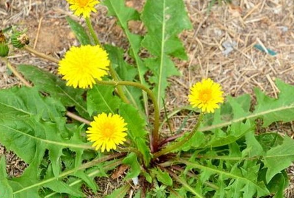 乳腺增生|蒲公英和此物一起是绝配，坚持7天，肾变强，连口臭也没了