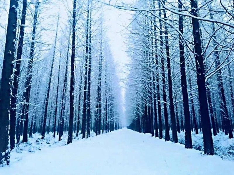 日照|下雪了！日照这些地方的雪景简直美得不像话