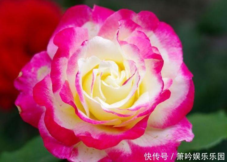 月季|正月二十八不能错过的4种招财花,开花满枝头,越养越值钱
