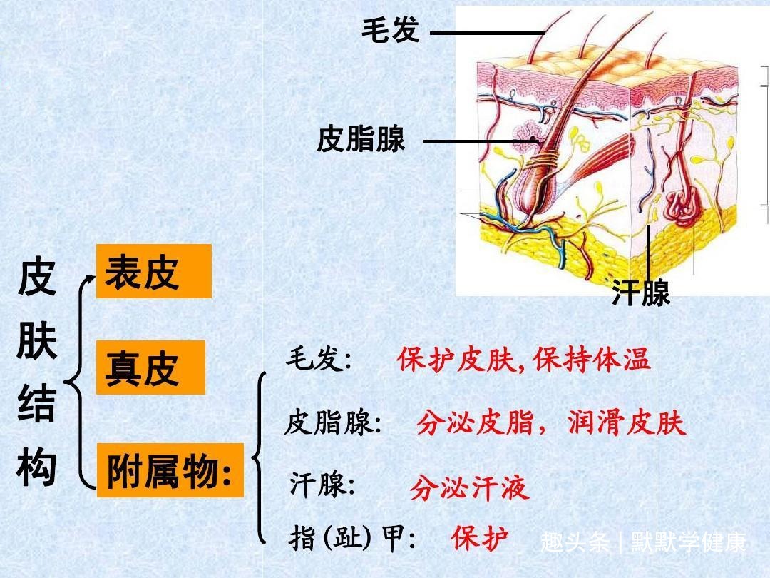 津液|经常汗出不止,原因有2种,2个中医止汗名方,帮你搞定“虚汗”